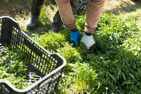 Rows of harvest of arugula in garden outdoor, hands of gardener