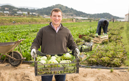 Mature man  holding crate with harvest of fresh green lettuce  in garden, man on background