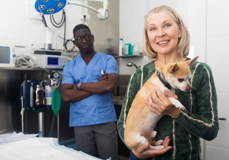 Portrait of woman with her dog chihuahua before consulting by professional veterinarianの写真素材