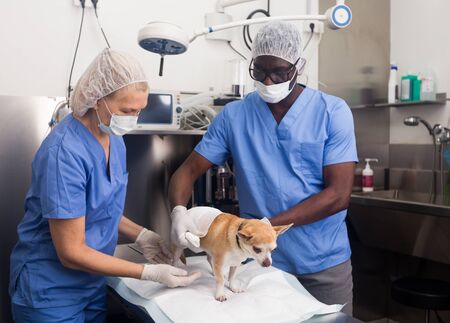 Doctor vet and assistant bandage chihuahua dog with bandage after surgeryの写真素材