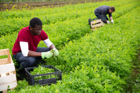 Skilled African American workman cutting fresh ripe green mizuna on farm field. Harvest time