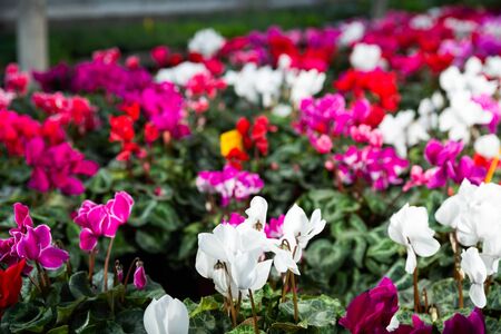 Colorful Cyclamen flowers with green leaves, houseplant of cyclamen growing in pots for saleの写真素材