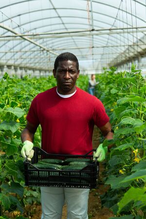 African-american farmer carrying plastic box full of cucumbers in greenhouseの写真素材