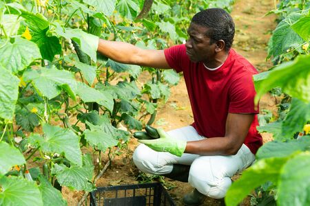 African american farmer hand harvesting crop of ripe cucumbers in large greenhouse in springtimeの写真素材