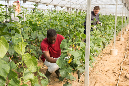African-american farmer picks ripe cucumbers in a greenhouseの写真素材