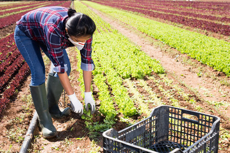 Hired female worker in a protective mask collects fresh green lettuce on a farm field
