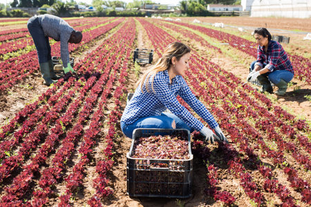 Three workers harvest red lettuce on farm field