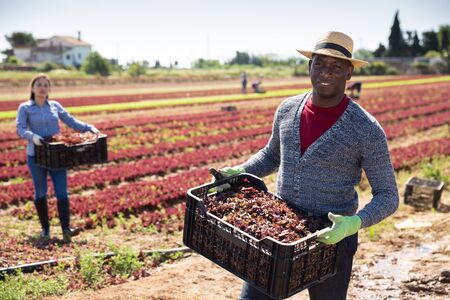 African-american farmer collects and carries boxes red lettuce on the fieldの写真素材