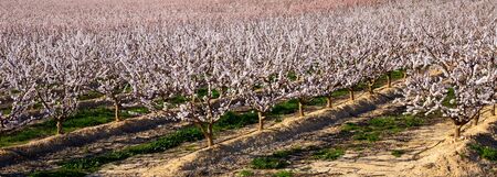 Blooming  apricot trees in the fields over blue sky in spring on sunny dayの写真素材