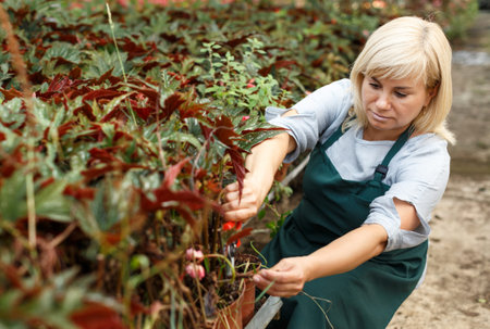 Mature woman with scissors cut plants of begonia  while gardening in greenhouse