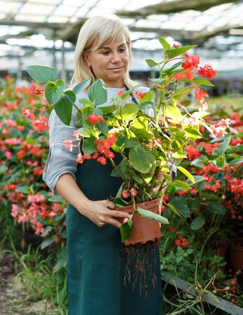 Portrait of mature female gardener working with red begonia plants in pots in greenhouseの写真素材