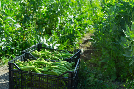 Plastic boxes with ripe green beans on the plantation. Harvest timeの写真素材