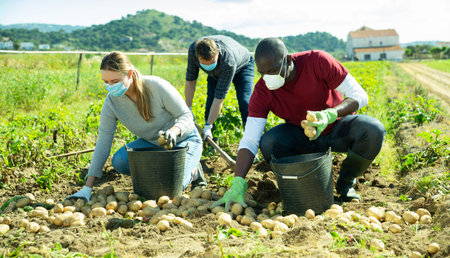 Portrait of professional gardeners in masks during harvesting of potatoes outdoor
