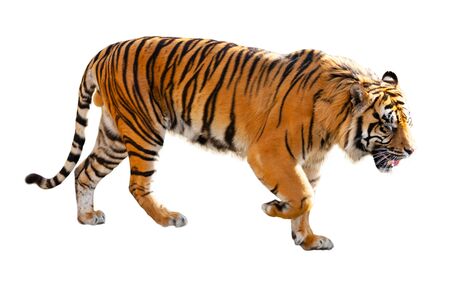 Great tiger in the nature habitatの写真素材