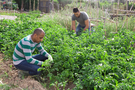 Young pakistani man gardener during working with potatoes bushes in  garden outdoor