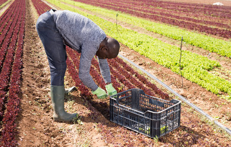 African-american worker peeling and collects red lettuce on the field in a box