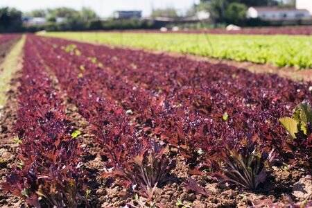View of farm field planted with ripening red leaf lettuce cultivars. Concept of growing organic vegetables の写真素材