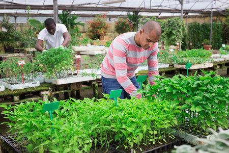 Positive male gardener working in greenhouse, inspecting organic vegetable seedlings