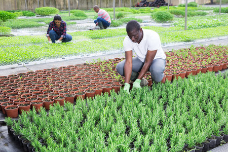 Confident african american farmer controls rosemary sprouts in greenhouse