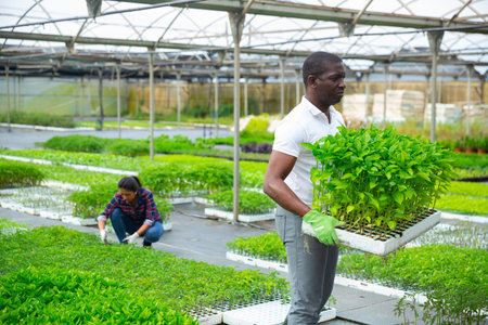 African american worker holding box with bell peppers sprouts in greenhouse