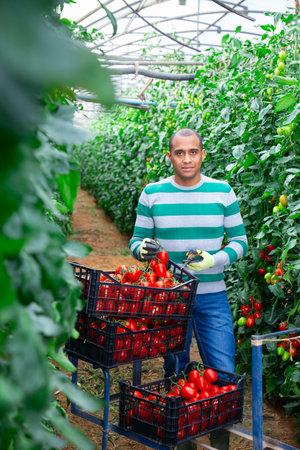 Portrait of latino man standing near growing tomato bushes in greenhouseの写真素材