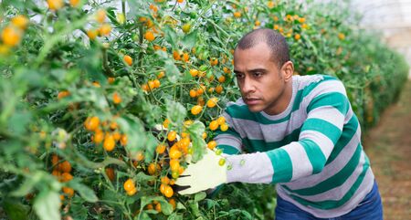 Portrait of focused Hispanic farmer working in greenhouse, gathering crop of ripe yellow cherry tomatoesの写真素材
