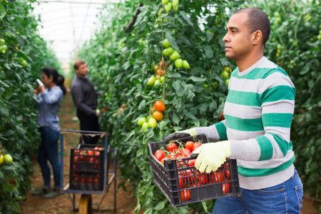Latino farmer with box of ripe red tomatoes in greenhouse