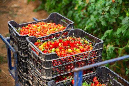 Closeup of plastic boxes with freshly harvested ripe red tomatoes in greenhouse. Harvest timeの写真素材