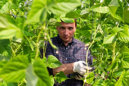 Confident farmer collect harvest ripe green beans in greenhouseの写真素材