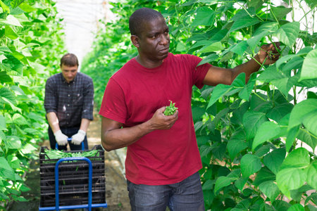 Successful african american male gardener with beans in a greenhouse