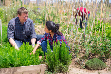 Two hired workers harvest ripe rosemary on the field
