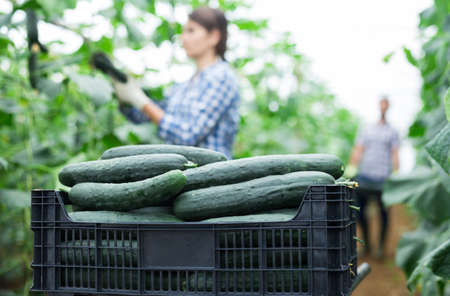 Cucumbers in box on background of people working in greenhouseの写真素材