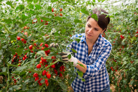 Female farm worker gathering crop of red cherry tomatoesの写真素材
