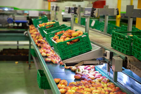 Fresh peaches on conveyor of modern tech production sorting lineの写真素材