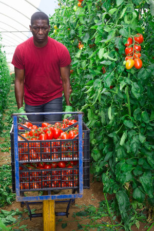 Aframerican farmer carrying handcart with picked tomatoes in greenhouse