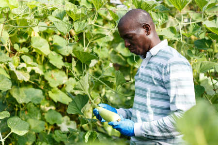 Farmer controlling growing of zucchinisの写真素材