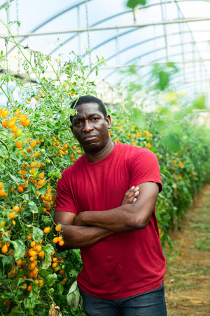 Positive african american farmer checks the growth of yellow tomatoes in the greenhouse