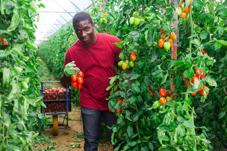 Successful male gardener with ripe red tomatoes
