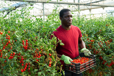 African american farmer with box of ripe red cherry tomatoes