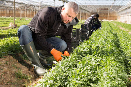 Glasshouse owner gathering in crops of arugulaの写真素材