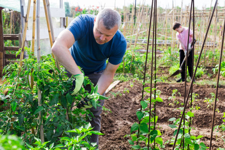 Man gardener with bamboo stick working with seedlings