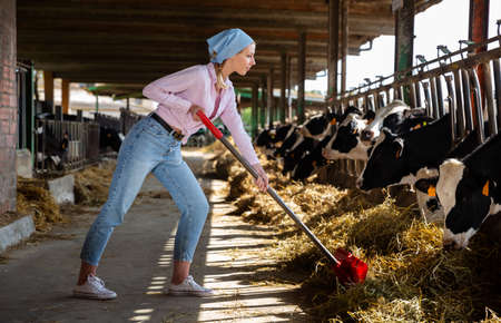Female farmer working in cowshedの写真素材