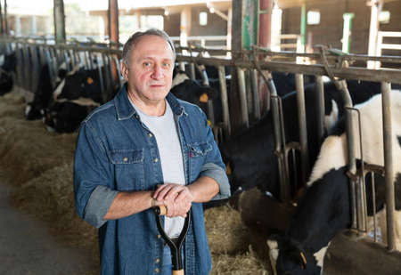 Smiling male farmer on cows farmの写真素材