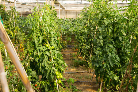 Seedlings and tomatoes growing on branch in greenhouseの写真素材