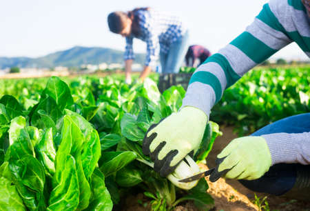 Process of picking chard on farm fieldの写真素材