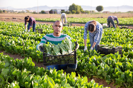 Latino male farmer storing boxes with chard
