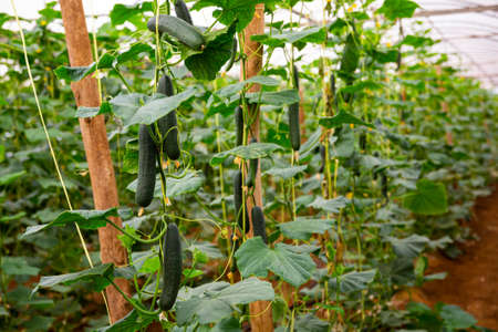 Closeup of green cucumbers ripening in glasshouseの写真素材