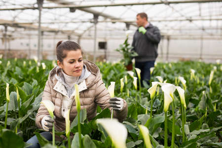 Professional gardener working with blooming flower Calla aethiopica in greenhouseの写真素材