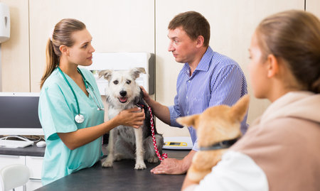 Woman vet examines a dog in clinic