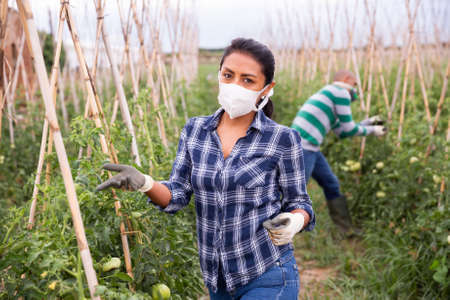 Female in protective mask supervising growth of tomatoes plantsの写真素材